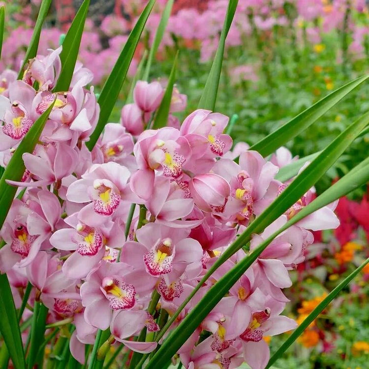 Light Pink Cymbidium Flower Seeds – Heirloom, Non-GMO, High Germination Seeds