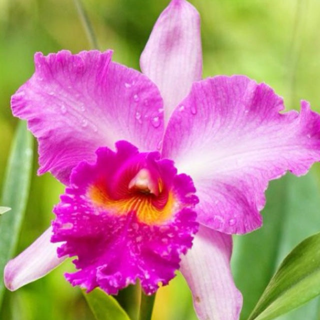 Pink Cattleya Orchid Flower Seeds for Planting – Heirloom Non-GMO High Germination