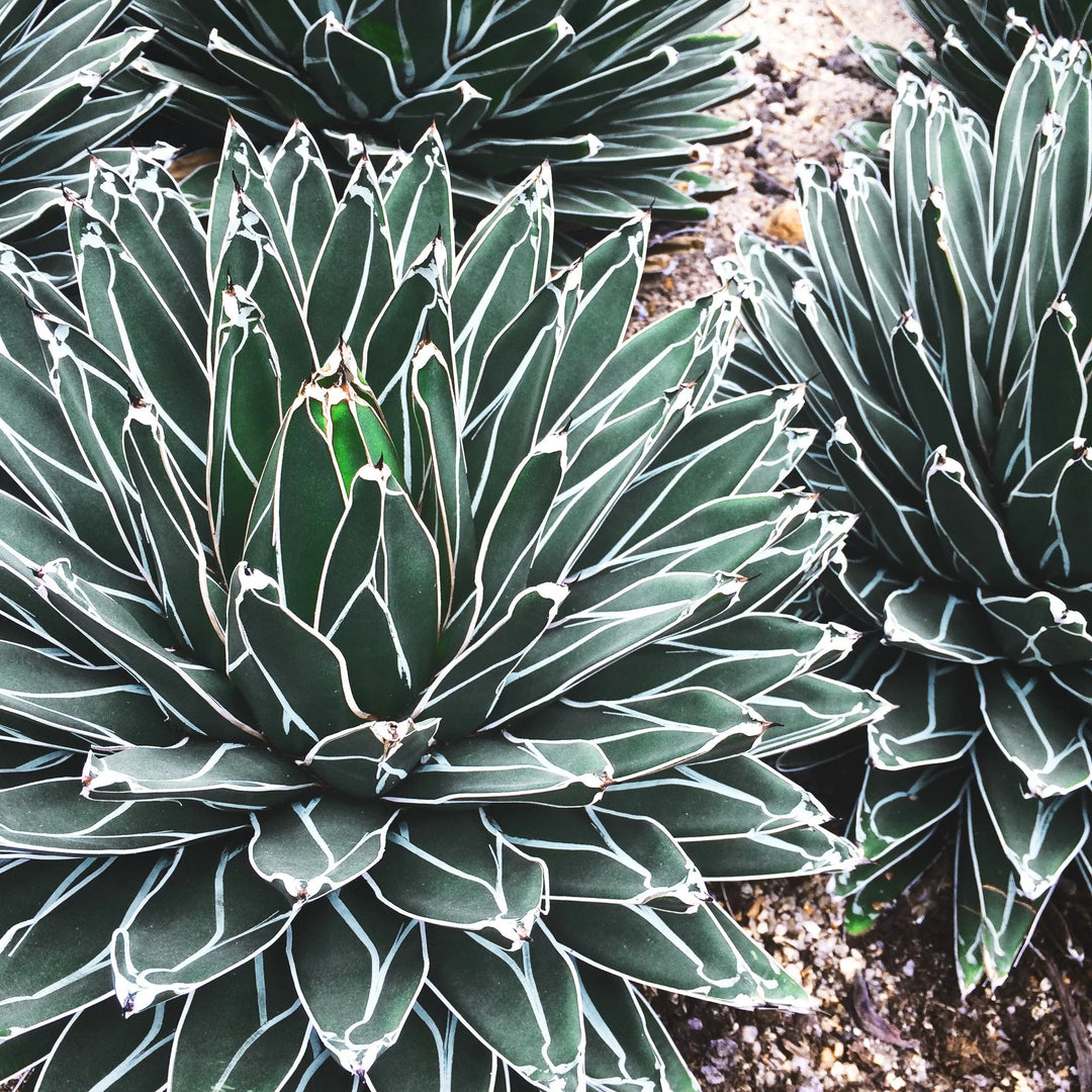 Green Agave herb seeds