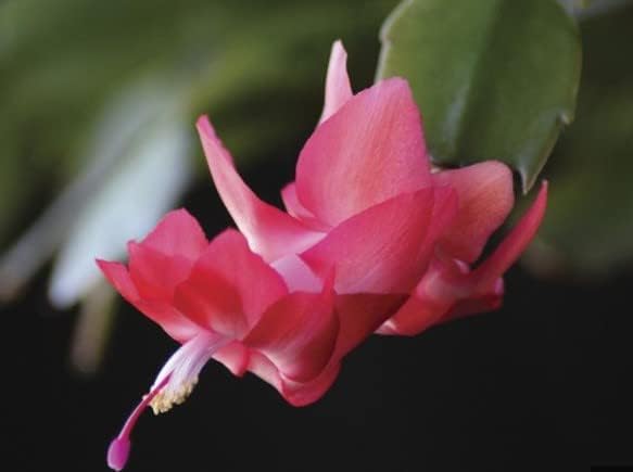cactus schlumbergera flower seeds