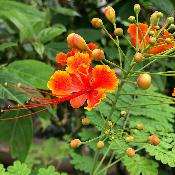Orange Caesalpinia Flower Seeds – Heirloom, Non-GMO, High Germination Seeds for Planting, Organic Garden Seeds