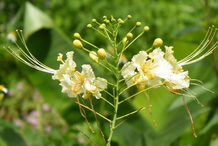 Caesalpinia Flower Seeds White – Heirloom, Non-GMO, High Germination Seeds for Planting, Organic Garden Seeds