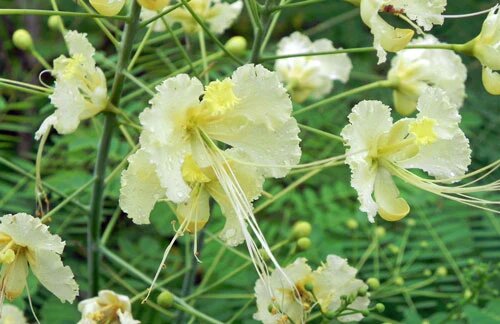 Caesalpinia Flower Seeds White – Heirloom, Non-GMO, High Germination Seeds for Planting, Organic Garden Seeds
