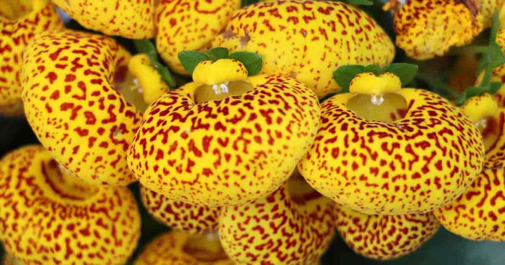 Yellow Red Calceolaria Flower Seeds – Heirloom, Non-GMO, High Germination, Organic Seeds