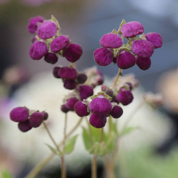 Violet Calceolaria Flower Seeds – Heirloom, Non-GMO, High Germination, Organic Garden Seeds