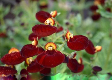 Maroon Calceolaria Flower Seeds – Heirloom, Non-GMO, High Germination, Organic Garden Seeds