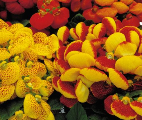 calceolaria pelleted flower seeds