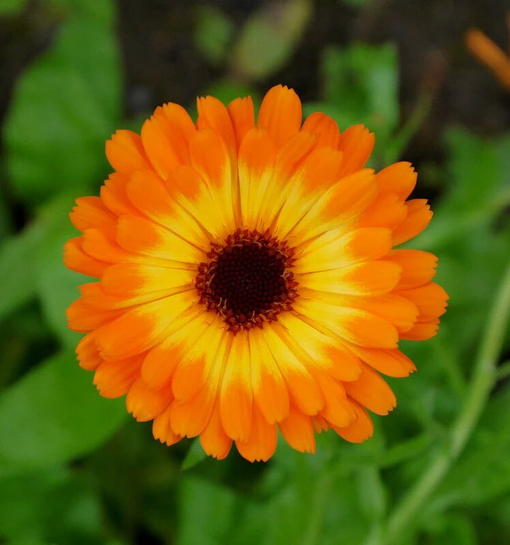 Orange Calendula Flower Seeds – Heirloom, Non-GMO, High Germination Seeds