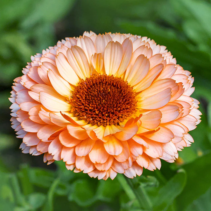 Calendula officinalis Pink Surprise flower seeds – heirloom non-GMO garden seeds for planting