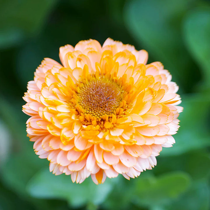 Ringelblume Pink Surprise Samen zum Pflanzen – Traditionelle gentechnikfreie Gartenblumensamen
