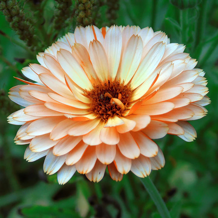 Ringelblume Pink Surprise Samen zum Pflanzen – Traditionelle gentechnikfreie Gartenblumensamen