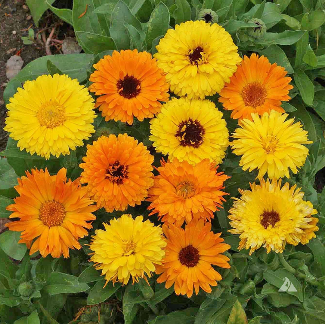yellow pacific flower seeds