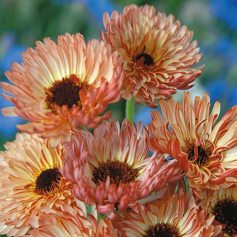 calendula sherbet flower seeds