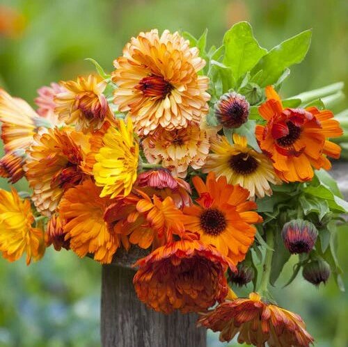 Calendula Flower Seeds Mixed – Heirloom, Non-GMO, High Germination Organic Garden Seeds