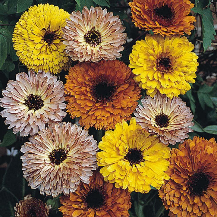 Mixed Calendula Flower Seeds – Heirloom, Non-GMO, High Germination, Organic Garden Seeds