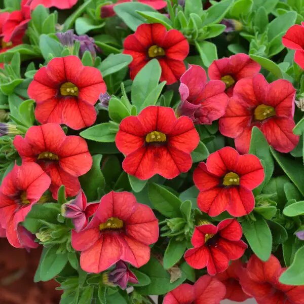 Red Calibrachoa Flower Seeds – Heirloom, Non-GMO, High Germination, Organic Garden Seeds