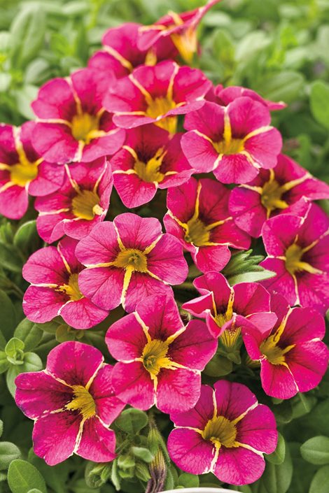 Red Yellow Calibrachoa Flower Seeds – Heirloom, Non-GMO, High Germination Organic Seeds