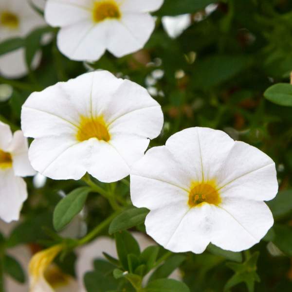 White Calibrachoe Flower Seeds – Heirloom, Non-GMO, High Germination, Organic Garden Seeds