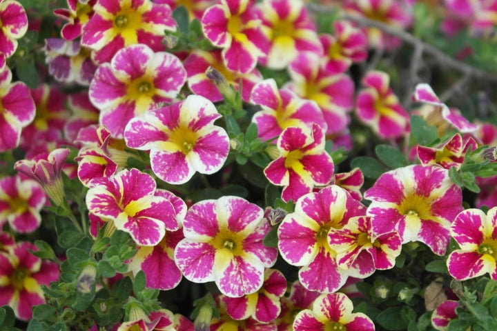Pink White Calibrachoa Flower Seeds Heirloom Non-GMO High Germination Organic Garden Seeds for Planting