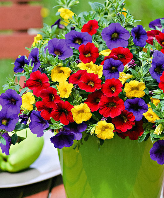 Calibrachoa Flower Seeds Mixed – Heirloom, Non-GMO, High Germination Seeds