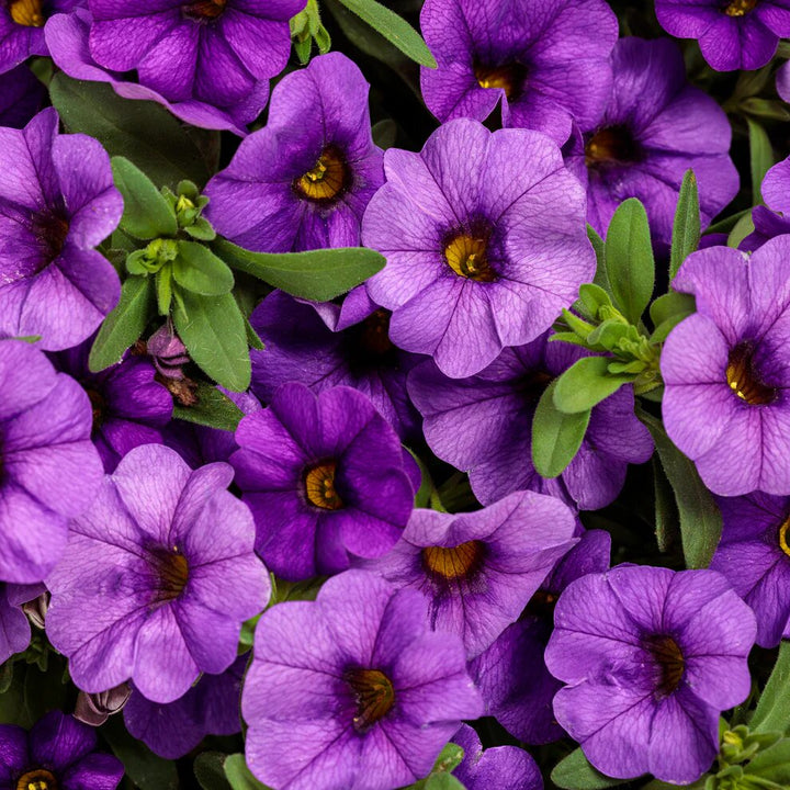 Violette Gelbe Calibrachoa-Blumensamen – Alte Sorte, gentechnikfrei, hohe Keimrate, Bio-Gartensamen zum Pflanzen