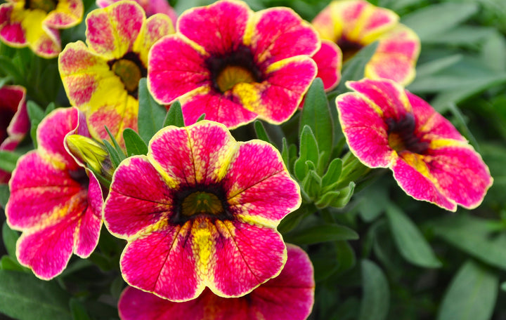Calibrachoa Flower Seeds Red Yellow – Heirloom, Non-GMO, High Germination Seeds