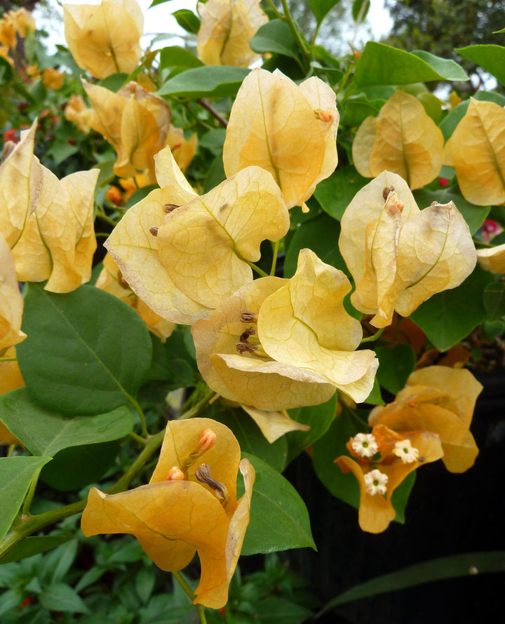 Giant Bougainvillea Flower Seeds Yellow – Heirloom, Non-GMO, High Germination Seeds