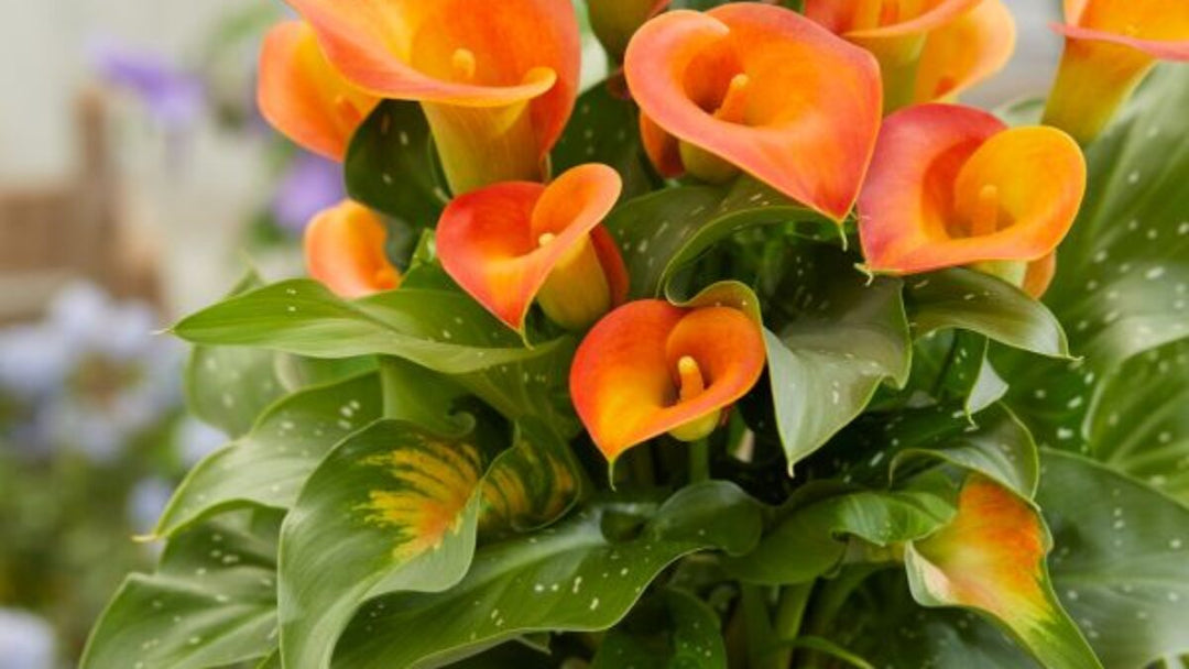 Orange Bonsai Calla Lily Flower Seeds for Planting – Heirloom, Non-GMO, High Germination Organic Garden Seeds
