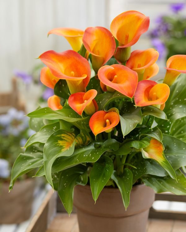 Orange Aethiopica Calla Lilly Flower Seeds – Heirloom, Non-GMO, High Germination Seeds