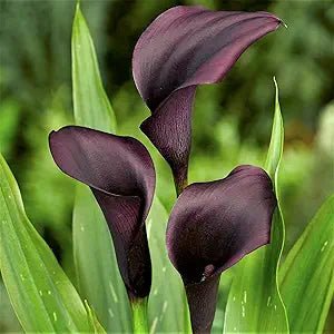 calla lily flower seeds