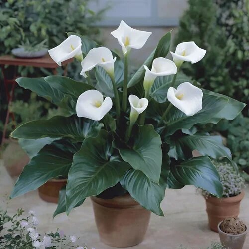 White Calla Flower Seeds Heirloom Non-GMO High Germination Organic Garden Seeds for Planting