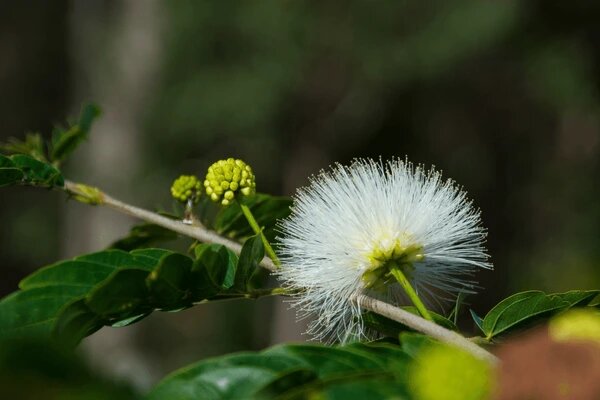 White Calliandra Flower Seeds – Heirloom, Non-GMO, High Germination Organic Garden Seeds