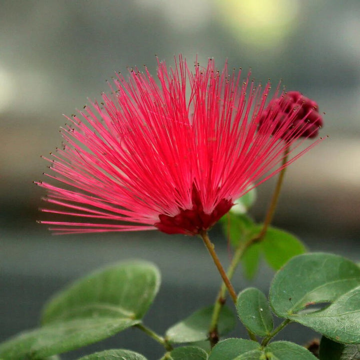 Calliandra Flower Seeds – Heirloom, Non-GMO, High Germination Organic Garden Seeds