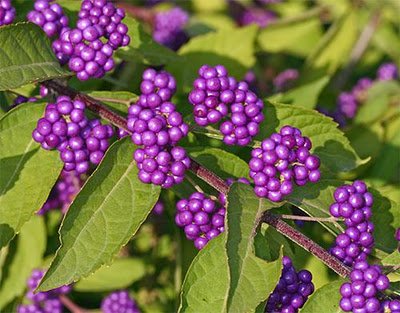 Callicarpa Fruit Seeds for Planting – Heirloom Non-GMO High Germination Organic Garden Seeds