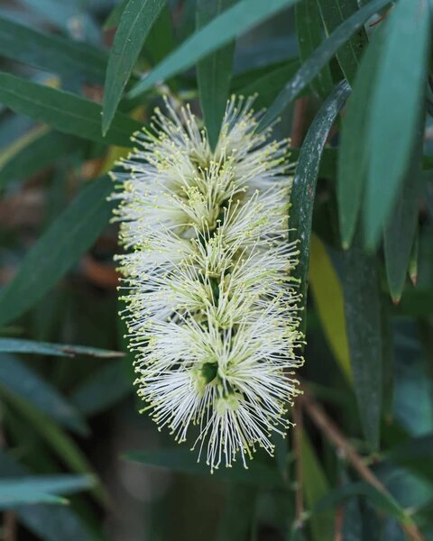 White Bottle Brush Flower Seeds – Heirloom, Non-GMO, High Germination Organic Garden Seeds