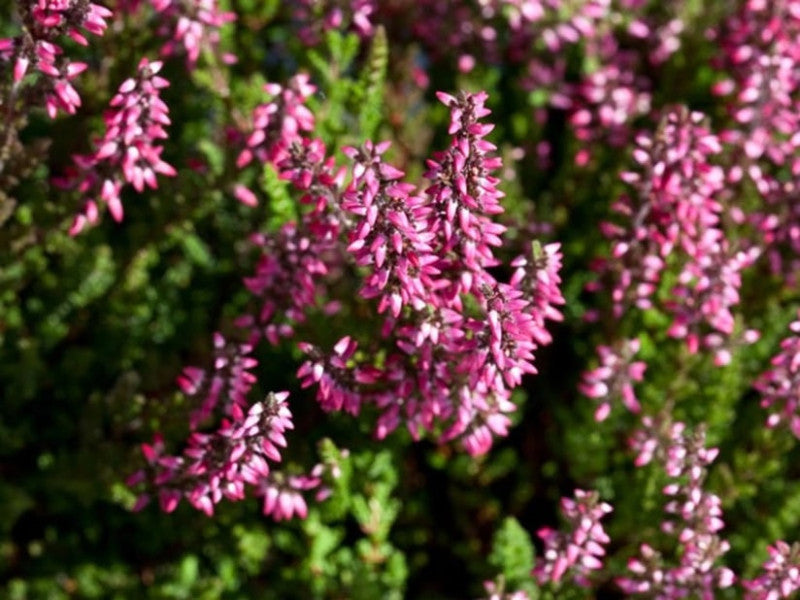 Pink Calluna Flower Seeds – Heirloom, Non-GMO, High Germination Seeds for Planting