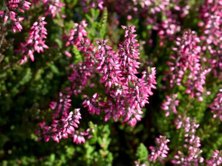 Pink Calluna Flower Seeds – Heirloom, Non-GMO, High Germination Seeds for Planting