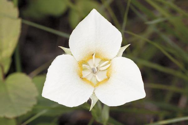 White Calochortus Flower Seeds – Heirloom, Non-GMO, High Germination Seeds for Planting