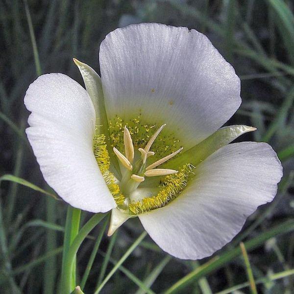 Calochortus Flower Seeds White – Heirloom, Non-GMO, High Germination Seeds for Planting