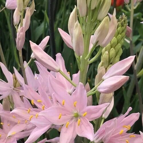 Pink Camassia Flower Seeds – Heirloom, Non-GMO Seeds, High Germination Organic Garden Seeds for Planting