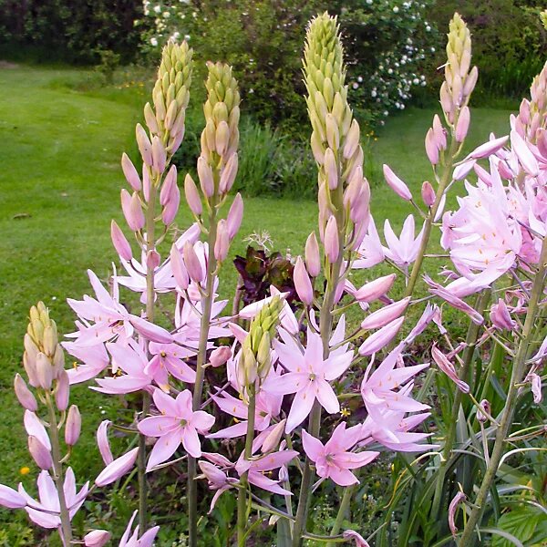 Pink Camassia Flower Seeds – Heirloom, Non-GMO Seeds, High Germination Organic Garden Seeds for Planting
