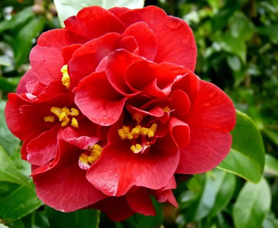 Semillas de flor de camelia roja y amarilla – de herencia, sin OMG, de alta germinación