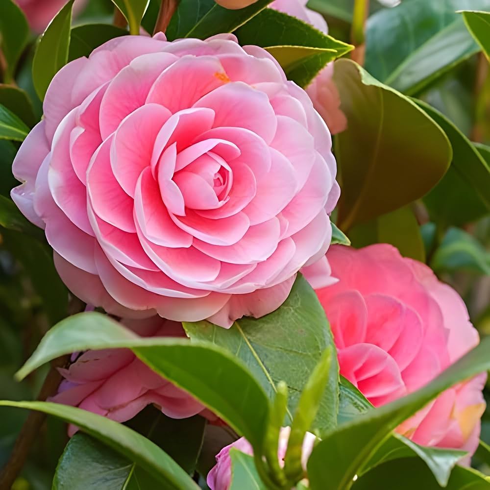 camellia flower flower seeds