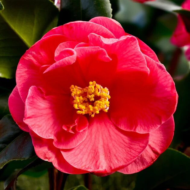 Camellia Japonica Flower Seeds Red – Heirloom, Non-GMO, High Germination Seeds
