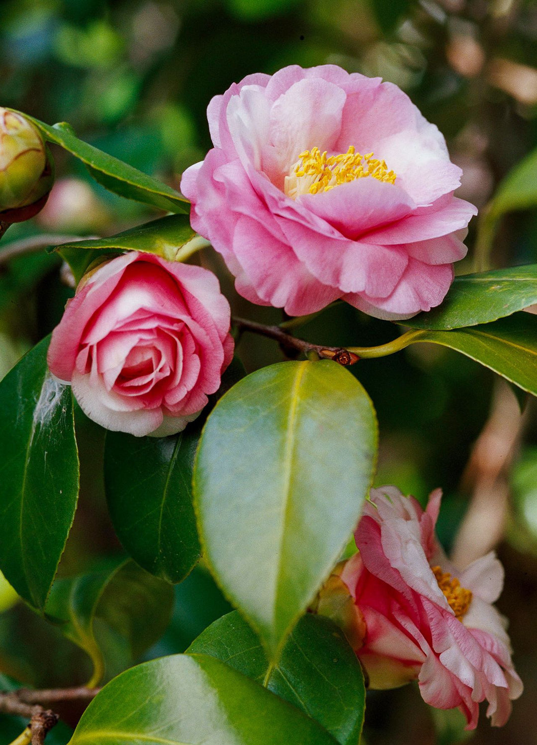 Pink White Camellia Flower Seeds Heirloom Non-GMO High Germination Organic Garden Seeds for Planting
