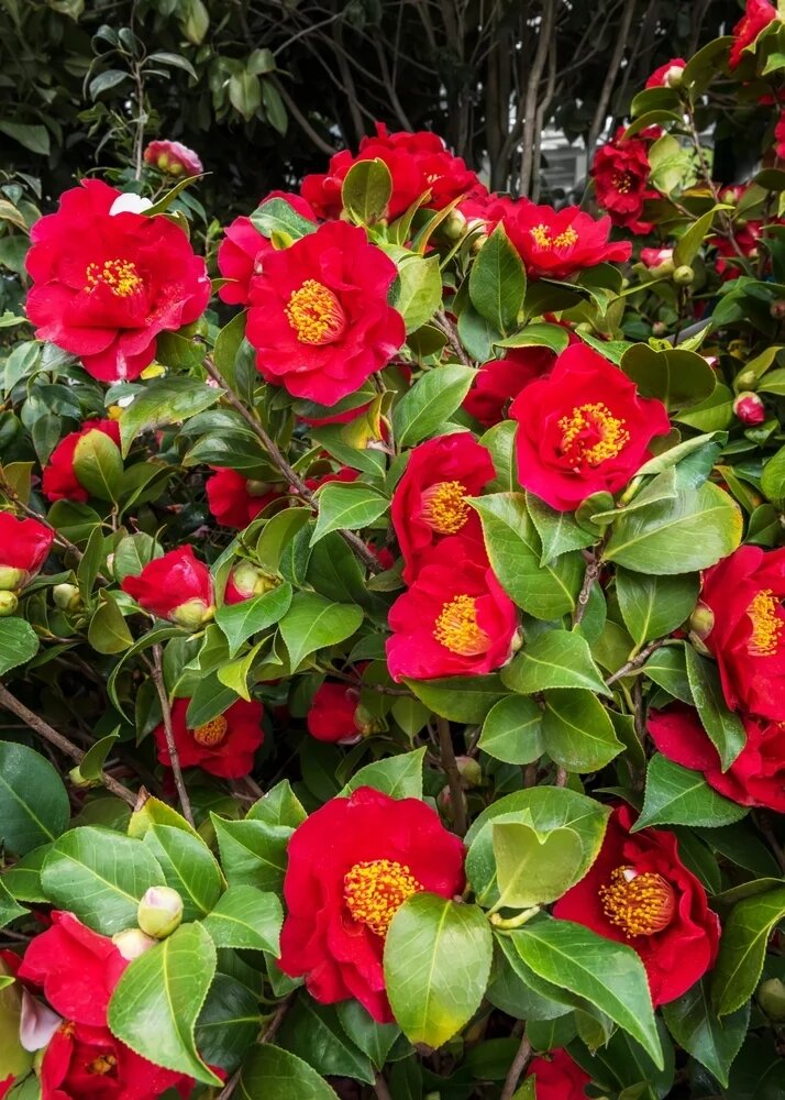 Camellia Japonica Flower Seeds Red – Heirloom, Non-GMO, High Germination Seeds