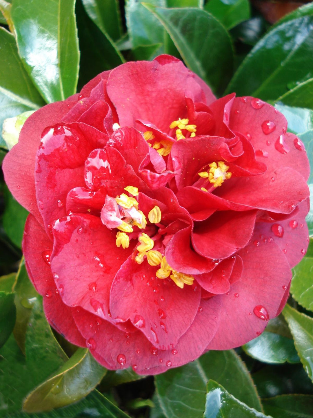 Semillas de flor de camelia roja y amarilla – de herencia, sin OMG, de alta germinación