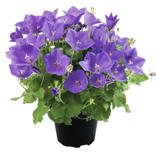 blue campanula flower seeds