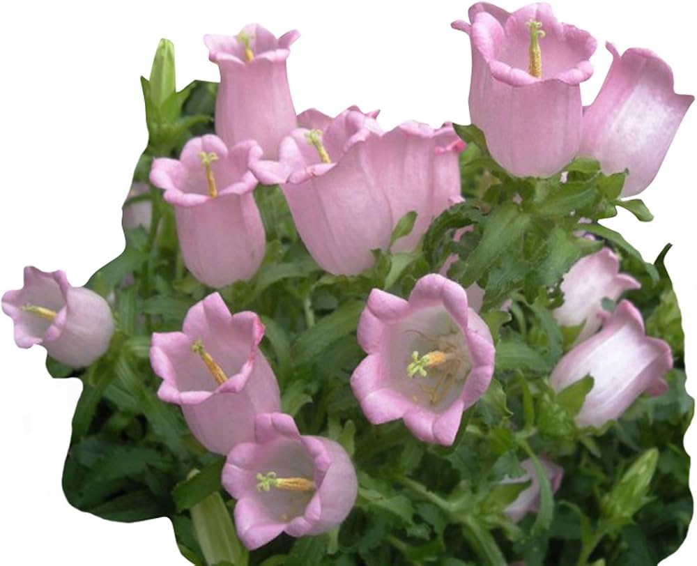 campanula flower flower seeds