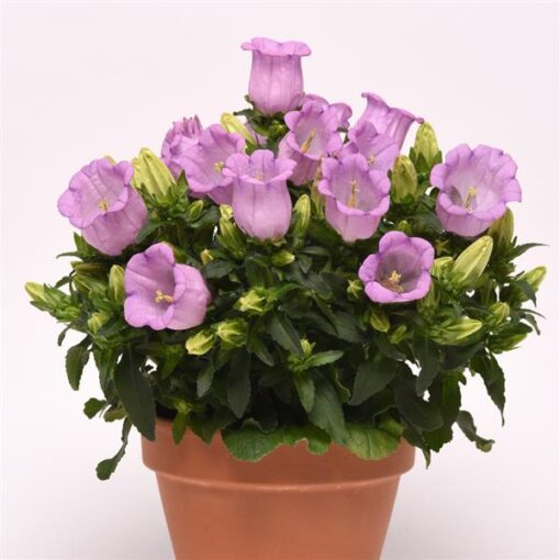lavender campanula flower seeds